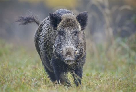 Survey Aims To Keep Tabs On Wild Pigs Alberta Farmer Express