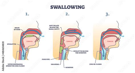 Swallowing Mechanism Diagram