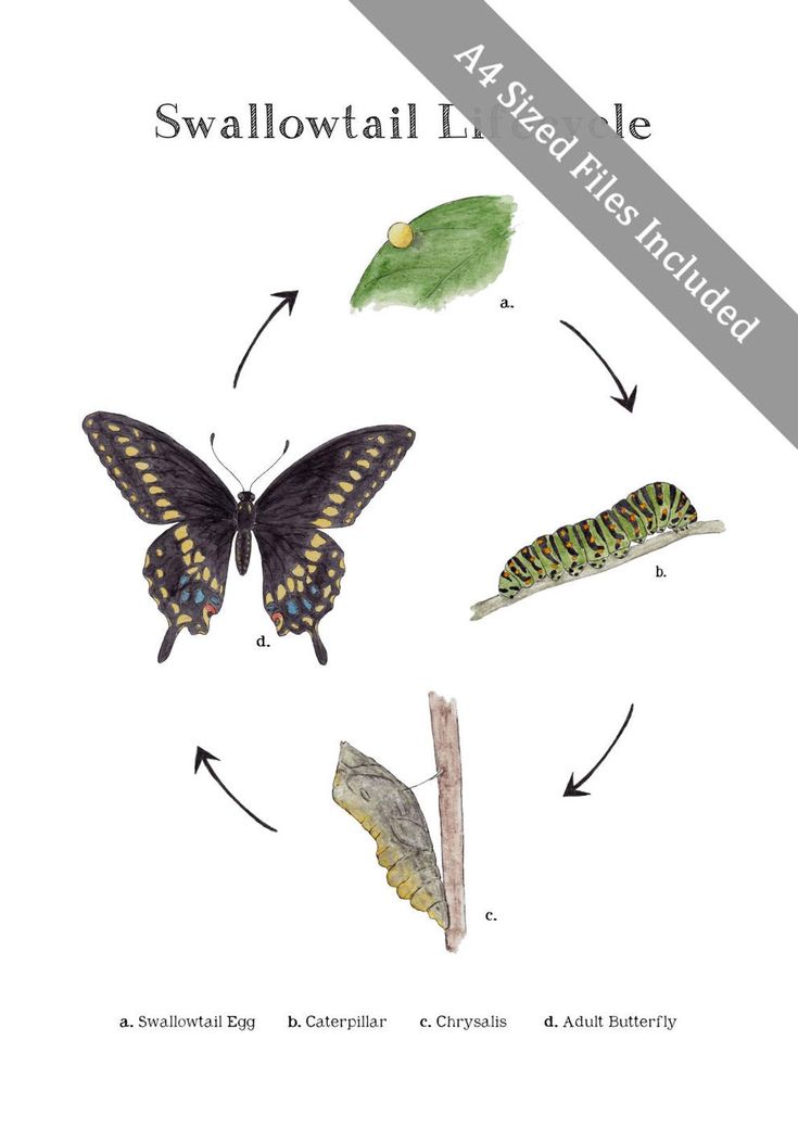 Swallowtail Butterfly Life Cycle