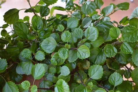 Swedish Ivy: Boost Air Quality Naturally