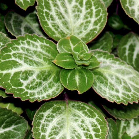 Swedish Ivy Leaf Bu