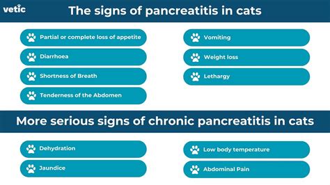 Symptoms Of Pancreatitis In Cats