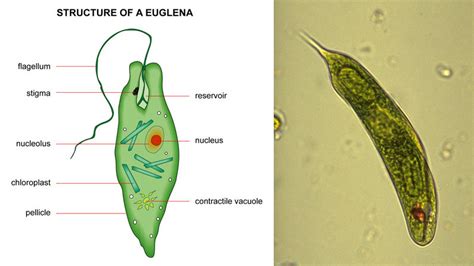 Synechococcus Plant Like Protist