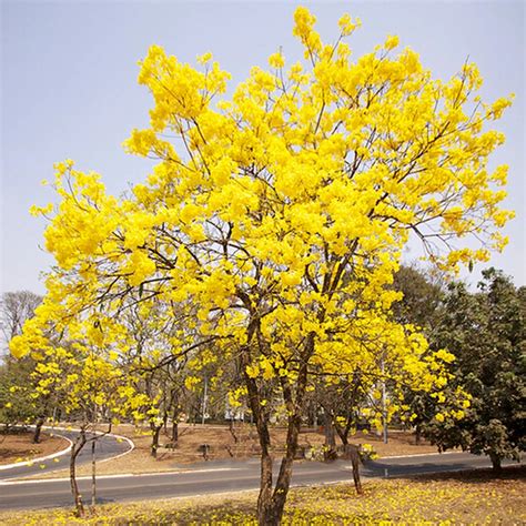 Tabebuia Chrysotricha Tree