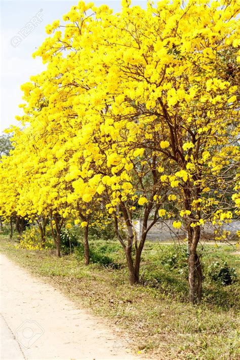 Tabebuia Golden Trumpet Tree