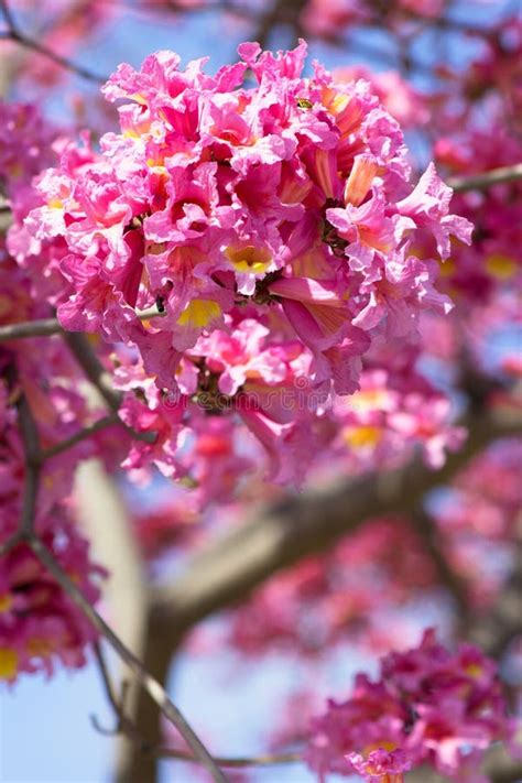 Tabebuia Tree: Vibrant Flowers For Every Season