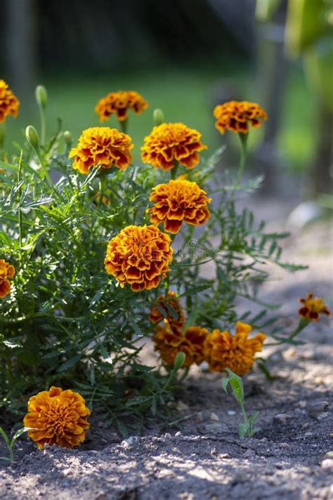 Tagetes Patula French Marigolds Blooming In The Garden Stock Image