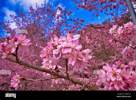 Taiwan Cherry Tree: Blooms Yearround