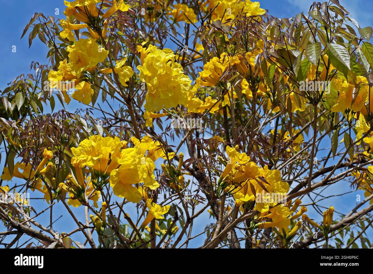 Taiwan S Breathtaking Golden Trumpet Tree Flowers Nspirement