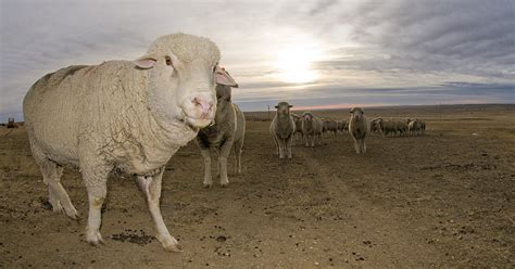 Targhee Sheep Care: Mastering Flock Management