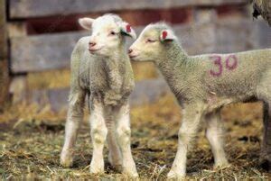 Targhee Sheep Native Breed Org