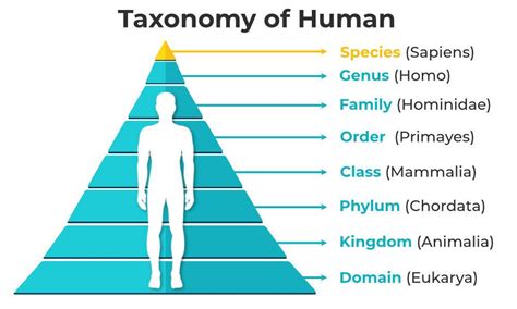 Taxonomy Nomenclature Rules And Classification For Modern Humans