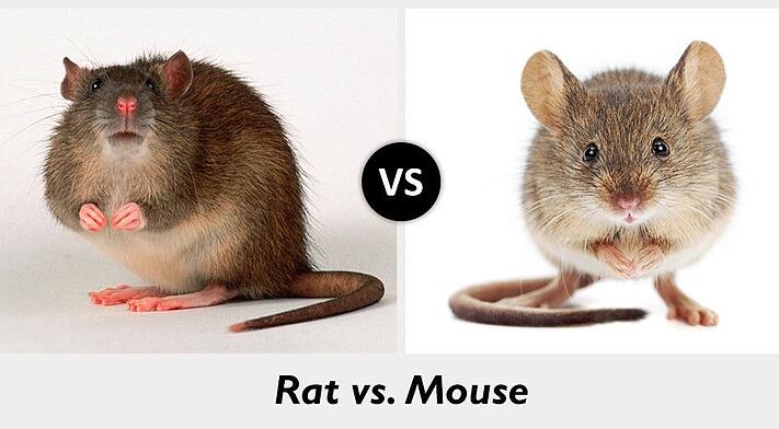 Telling The Difference Between Mice And Rats Infographic Mouse Rat