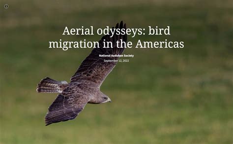 Telling The Story Of Bird Migration