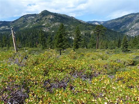 Temperate Woodland And Shrubland Biome