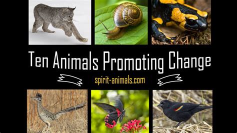 Ten Animals Promoting Change Youtube