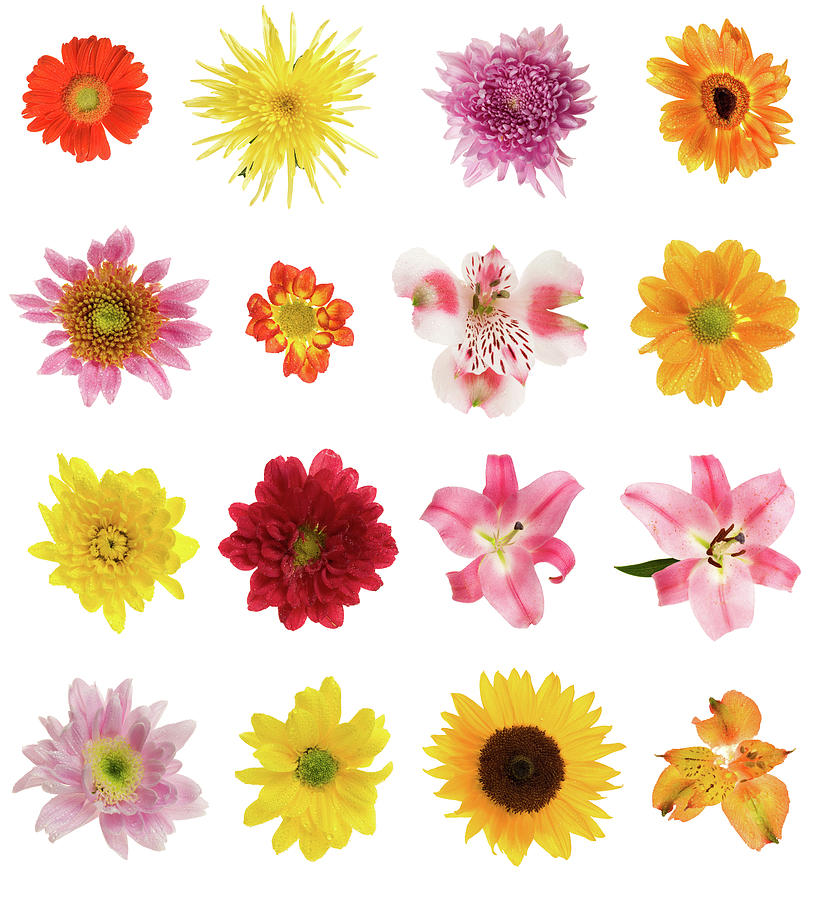 Terraqueous Mod Flowers Sixteen Different Color Flowers Generate In