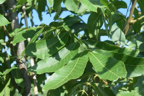 Texas Native Pecan Major Tree Farm