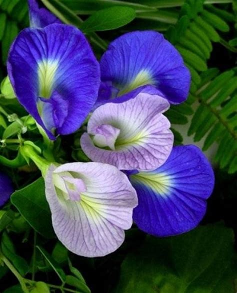 Thai Butterfly Pea Flower Seed 25 Seeds Blue Butterfly Pea Vine