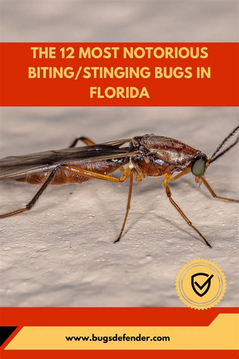 The 12 Most Notorious Biting Stinging Bugs In Florida