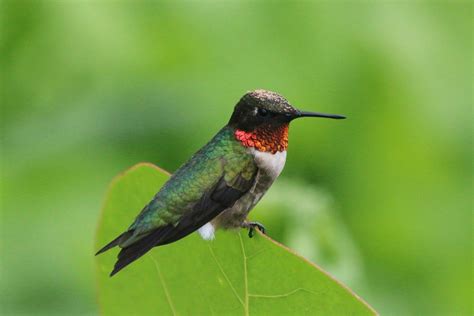 The 13 Types Of Hummingbirds In Florida Id Guide Photos