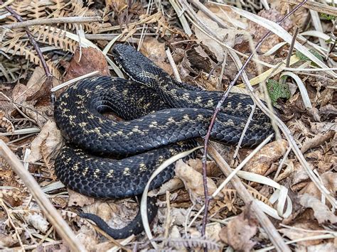 The 3 Venomous Snakes Found In Romania Id Guide Nature Blog Network