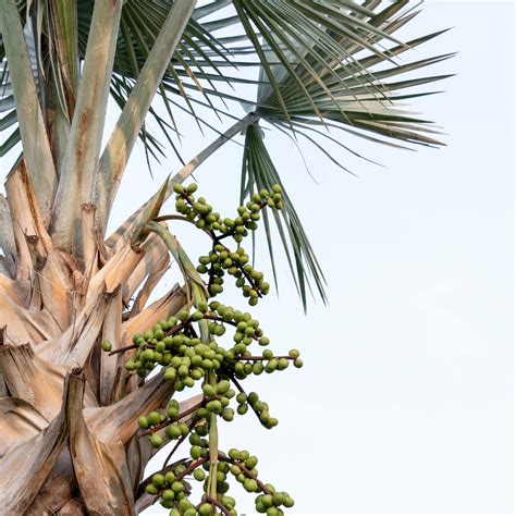 The 7 Health Benefits Of Saw Palmetto Life Botanics