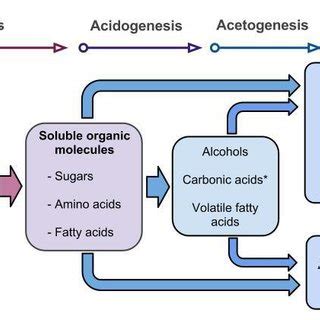 The Anaerobic Digestion Pathway Follows Four Major Steps Hydrolysis