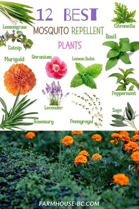 The Best 12 Mosquito Repellent Plants To Grow Artofit