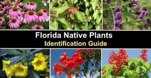 The Best 77 Florida Native Plants Flowers Trees And Shrubs