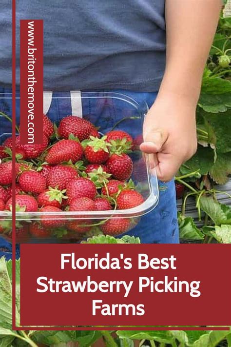 The Best Strawberry Picking In Florida