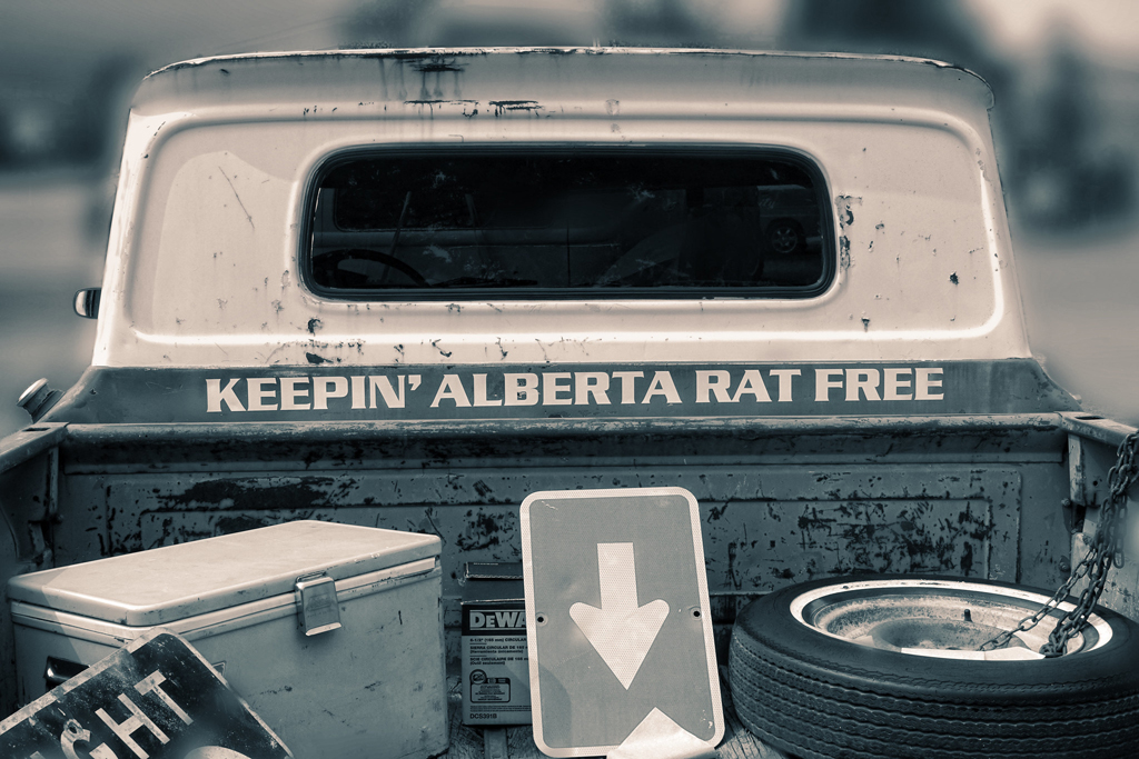 The Curious History Of Alberta S Rat Patrol Farm And Dairy