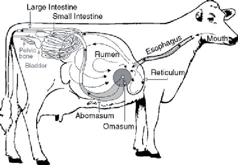 The Digestive System Of Cattle Download Scientific Diagram