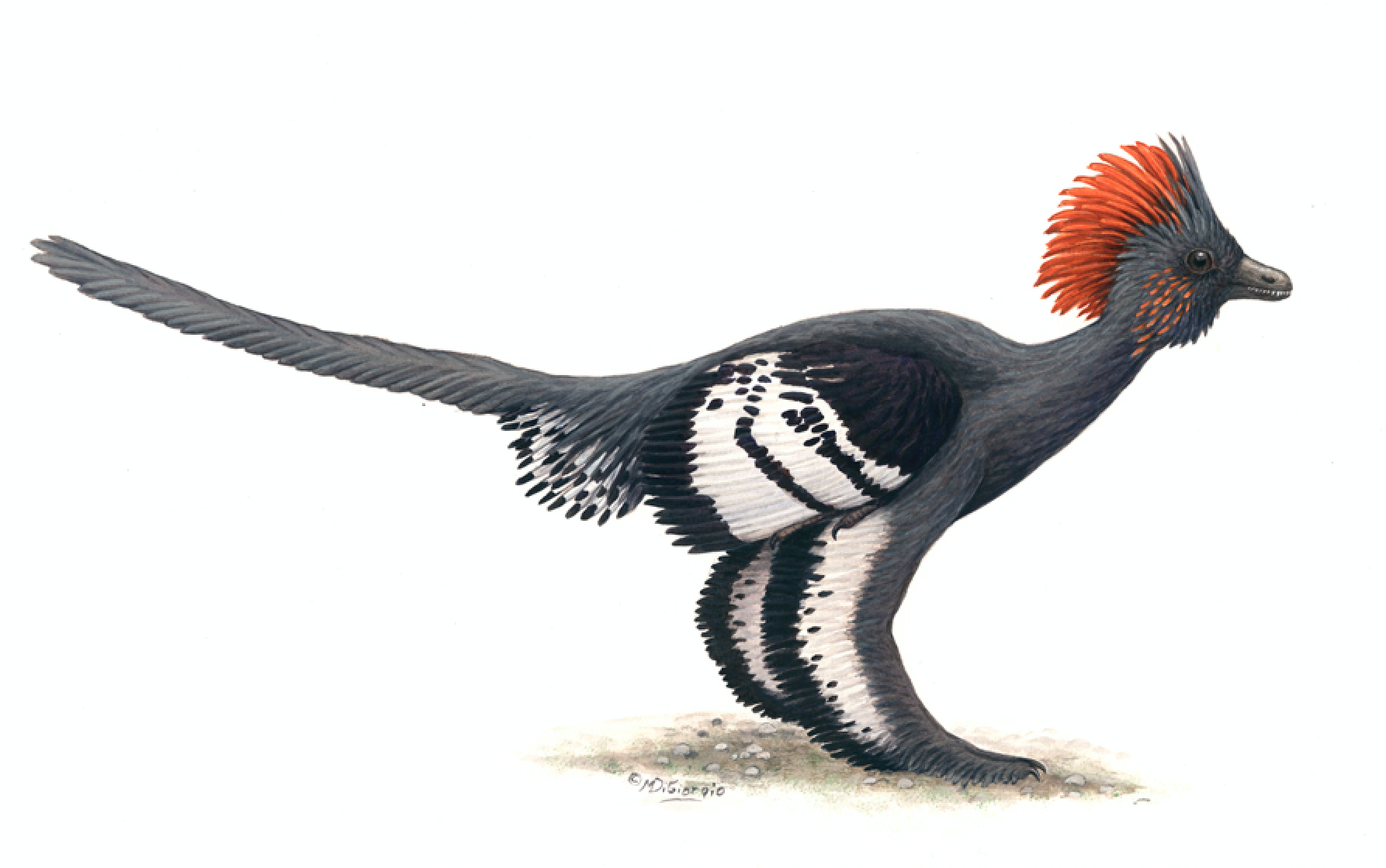 The First Discovery Of Feathered Dinosaurs Yale University Press