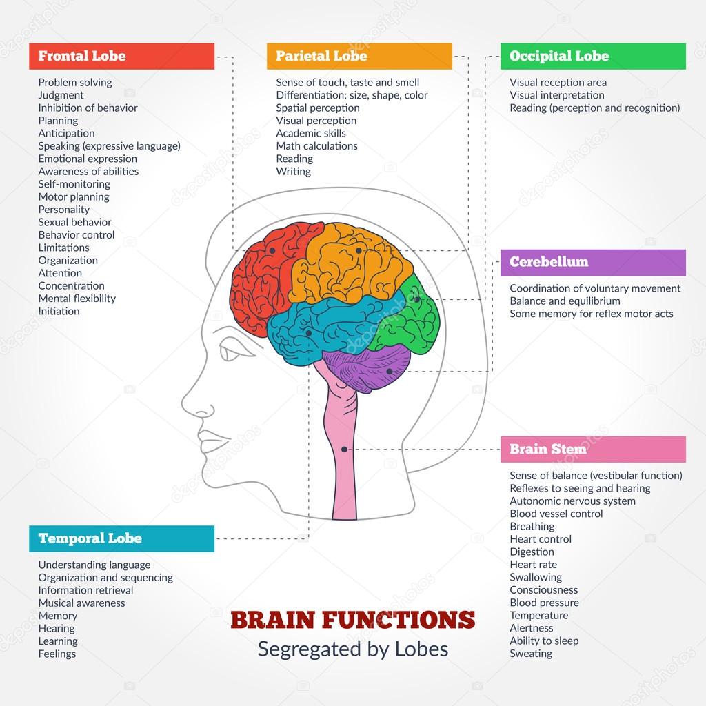 The Functions Of The Human Brain In Spanish