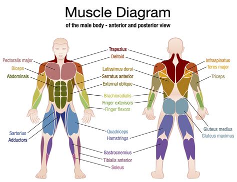 The Human Body Major Muscles Of The Trunk