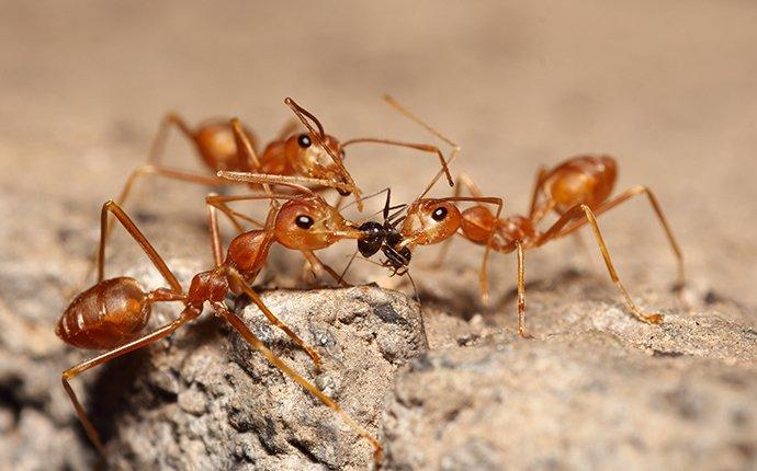 The Key To Effective Fire Ant Control For Your South Carolina Property