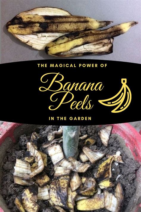 The Magical Power Of Banana Peels In The Garden Banana Peel Uses