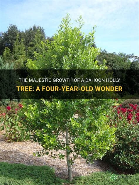 The Majestic Growth Of A Dahoon Holly Tree A Four Year Old Wonder Shuncy