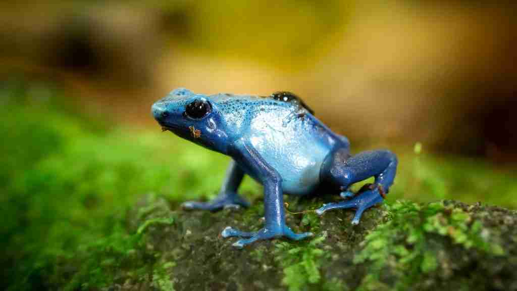 The Many Frogs Of The Amazon Rainforest A Comprehensive Guide Fun