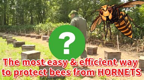 The Most Easy And Efficient Way To Protect Bees From Giant Hornet Youtube