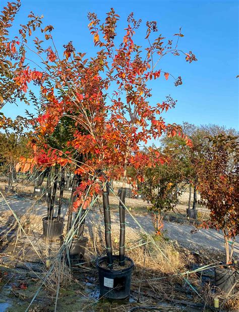 The Muskogee Crape Myrtle Perfect For Summer Blooms And Fall Color