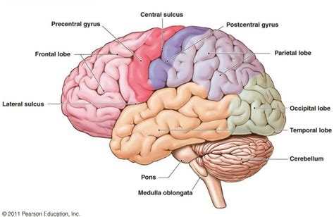 The Physiology Of Human Language Speech The Brain Nervous System