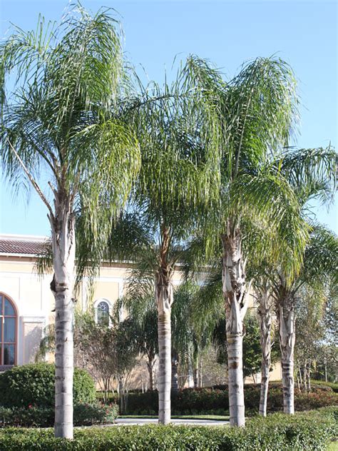 The Queen Palm Syagrus Romanzoffiana Resurrecting The Wood