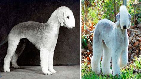 The Rarest Dog Breeds In The World 1Funny Com