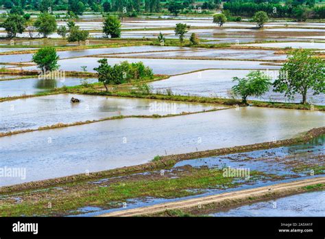 The Rice Fields Are Flooded With Water Flooded Rice Paddies Agronomic