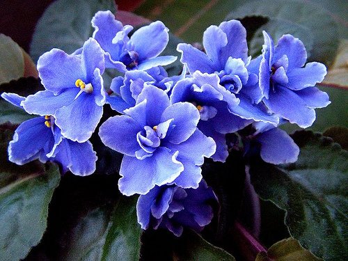 The Secrets To Thriving African Violets Indoor Plants Hq