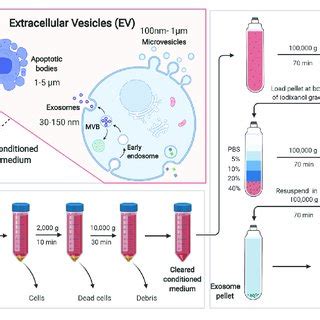 The Separation And Identification Techniques For Exosome Download