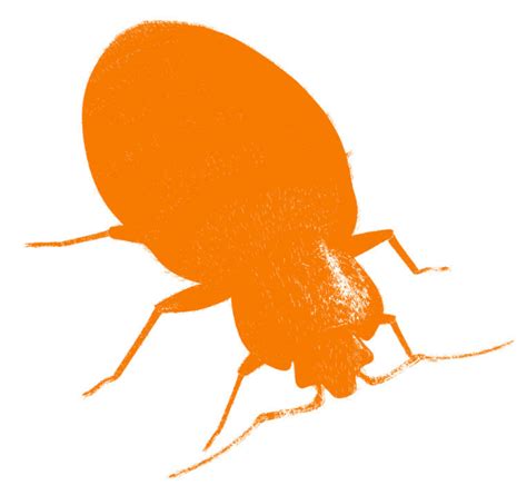 The Smart New Bed Bug Exterminator Toronto Has Been Waiting For Our