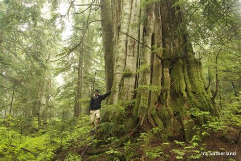 The Stanley Park Forest Vancouver Big Tree Hiking Guide